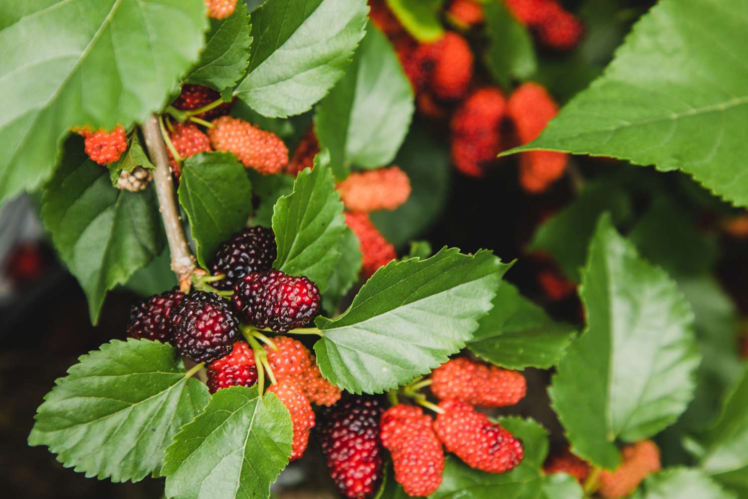 white-mulberry-leaf-gettyimages-1394544676-2000-679771d9660e4889a6f5e9059adf3ef6-1746776657521-17467766576521763844617.jpg