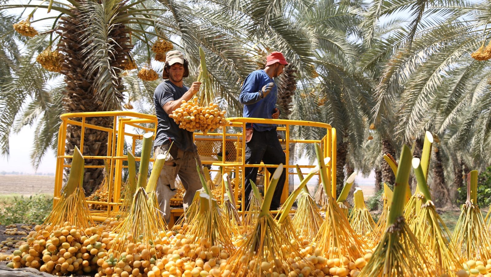 date-harvesting-1748792763404-17487927635221709700940.jpeg