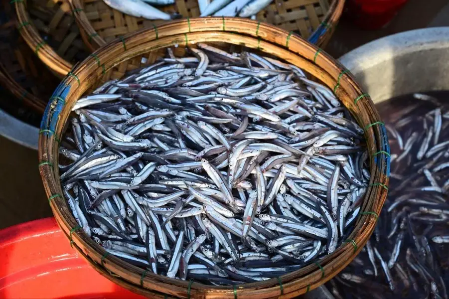 Loại cá "béo nhưng giúp giảm mỡ máu", tốt hơn cá hồi mà có nhiều ở chợ Việt: Nếu thấy nên mua ngay - Ảnh 1. Loại cá "béo nhưng giúp giảm mỡ máu", tốt hơn cá hồi mà có nhiều ở chợ Việt: Nếu thấy nên mua ngay - Ảnh 1.