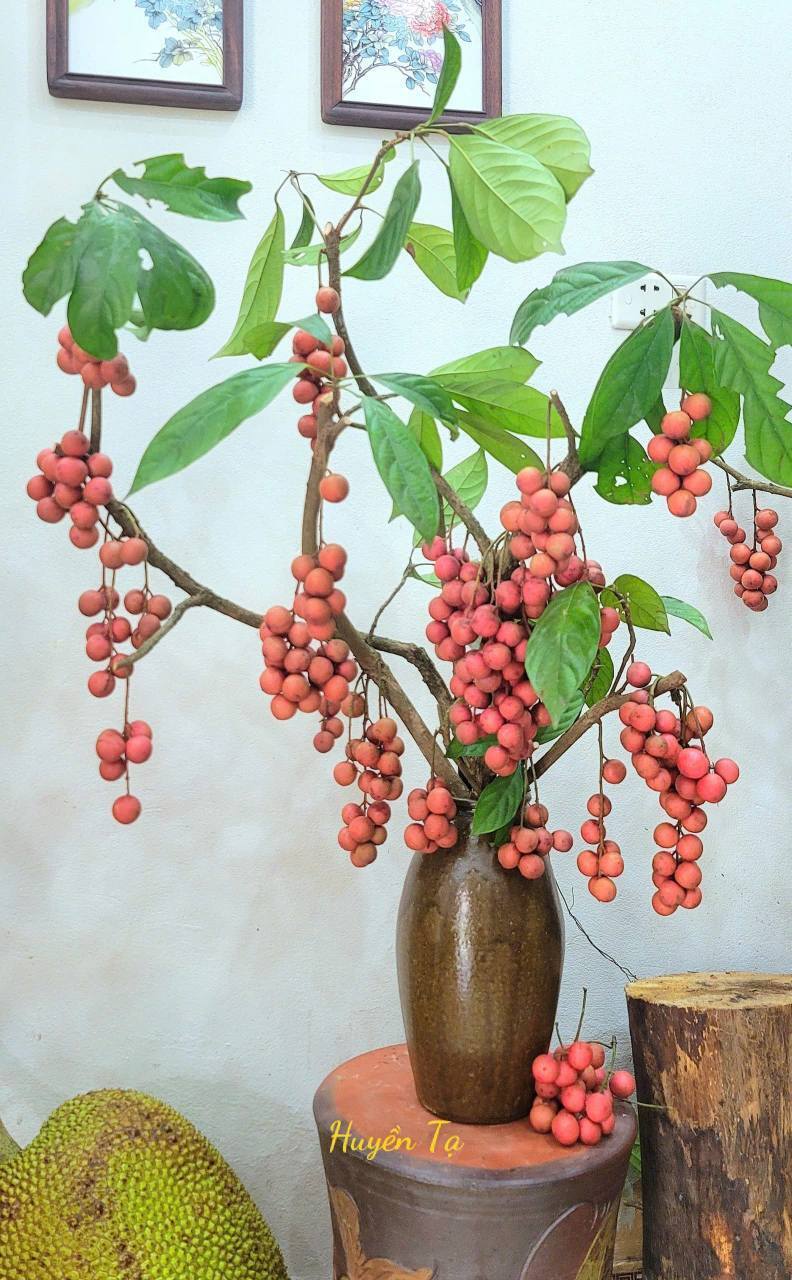 Mê mẩn những cành quả cắm bình độc đáo của cô giáo Phú Thọ - Ảnh 14. Mê mẩn những cành quả cắm bình độc đáo của cô giáo Phú Thọ - Ảnh 14.