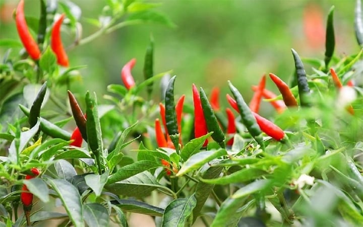 Trồng ớt muốn ra trái thật cay nên bón phân gì, chăm sóc thế nào? - Ảnh 1. Trồng ớt muốn ra trái thật cay nên bón phân gì, chăm sóc thế nào? - Ảnh 1.