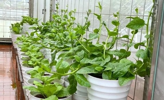 Rau dại một thời giờ là Rau dại một thời giờ là