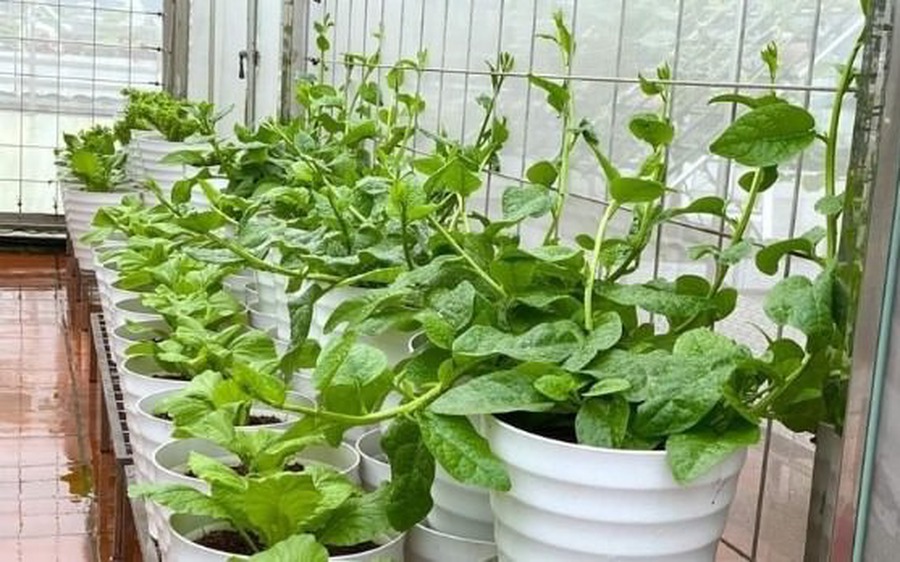 Rau dại một thời giờ là Rau dại một thời giờ là
