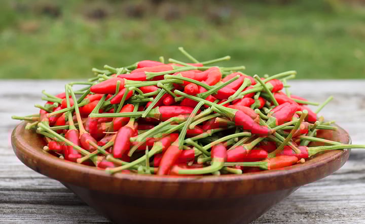 Trồng ớt muốn ra trái thật cay nên bón phân gì, chăm sóc thế nào? - Ảnh 3. Trồng ớt muốn ra trái thật cay nên bón phân gì, chăm sóc thế nào? - Ảnh 3.