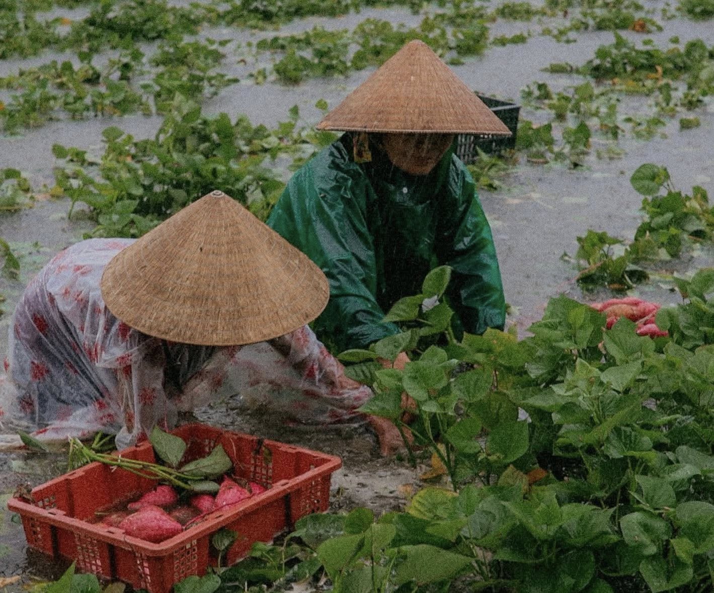 Bão số 1 gây mưa kỷ lục ở Quảng Nam, Quảng Trị, hàng ngàn người đi sơ tán - Ảnh 2. Bão số 1 gây mưa kỷ lục ở Quảng Nam, 16.700 ha lúa, hoa màu ngập nặng - Ảnh 2.