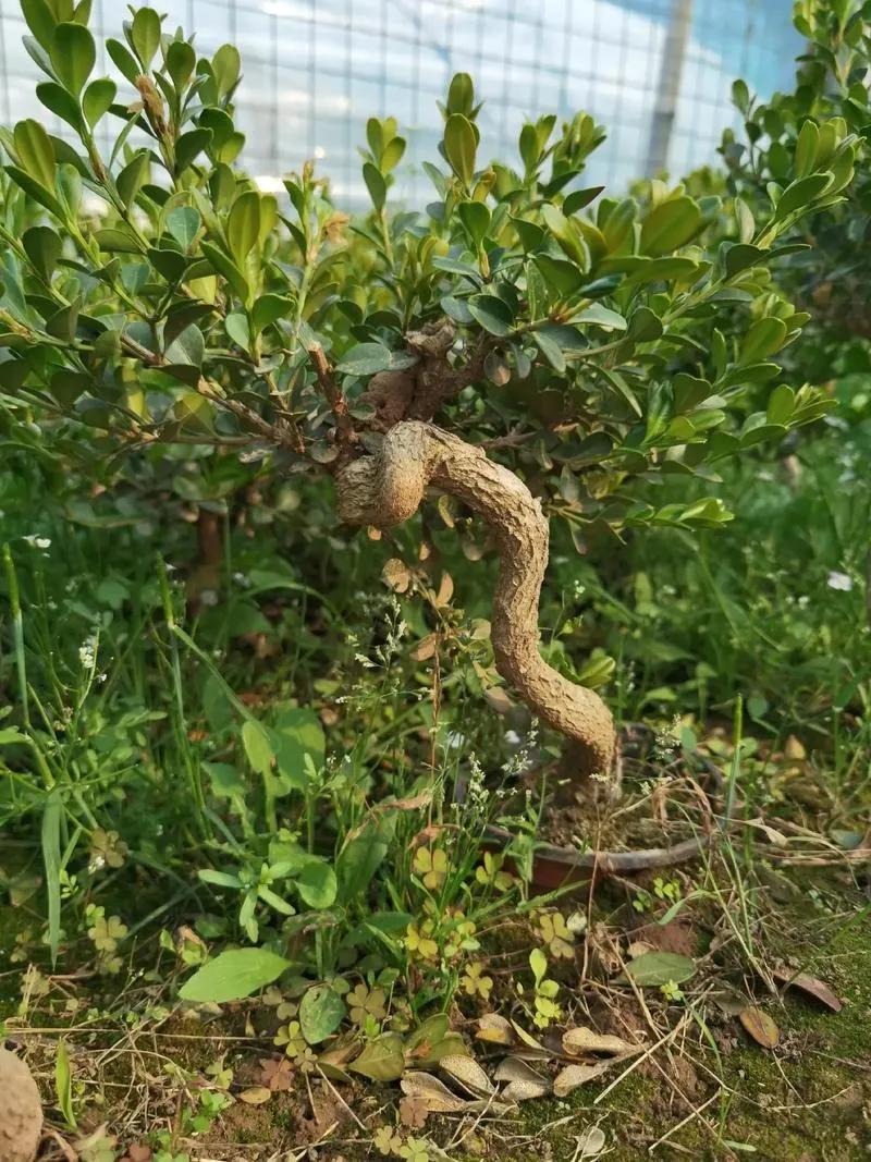 5 cây xanh giới nhà giàu 5 cây xanh giới nhà giàu