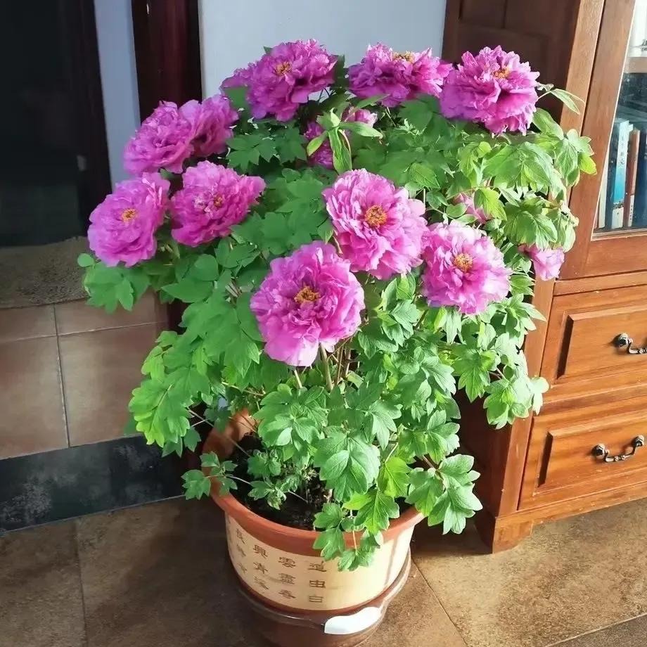 5 cây xanh giới nhà giàu 5 cây xanh giới nhà giàu