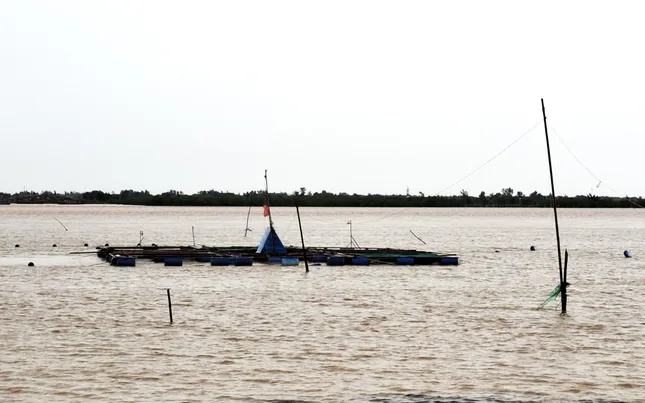Mưa lũ tại miền Trung diễn biến phức tạp: Cá nuôi chết hàng loạt, người dân mất tiền tỷ - Ảnh 1. Mưa lũ tại miền Trung diễn biến phức tạp: Cá nuôi chết hàng loạt, người dân mất tiền tỷ - Ảnh 1.