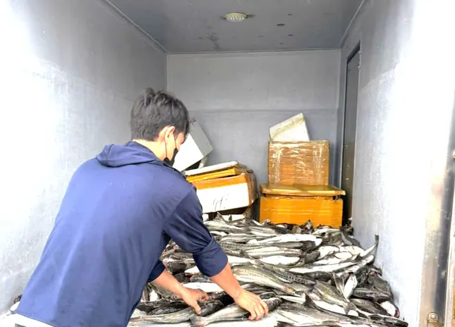 Mưa lũ tại miền Trung diễn biến phức tạp: Cá nuôi chết hàng loạt, người dân mất tiền tỷ - Ảnh 2. Mưa lũ tại miền Trung diễn biến phức tạp: Cá nuôi chết hàng loạt, người dân mất tiền tỷ - Ảnh 2.