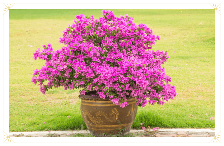 Tháng 6 nên trồng loại hoa nào? - Ảnh 6. Tháng 6 nên trồng loại hoa nào? - Ảnh 6.
