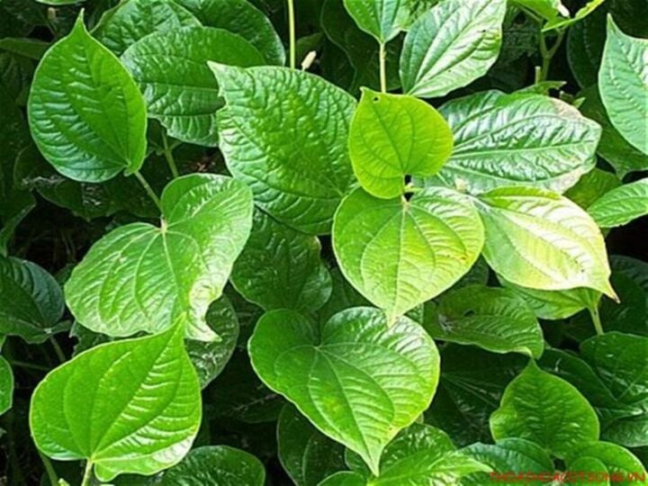 cay-la-lot-moc-hoang-hay-duoc-trong-pho-bien-tai-cac-tinh-phia-bac-nuoc-ta-14332773-1749947577833-17499475780231695411766.jpg