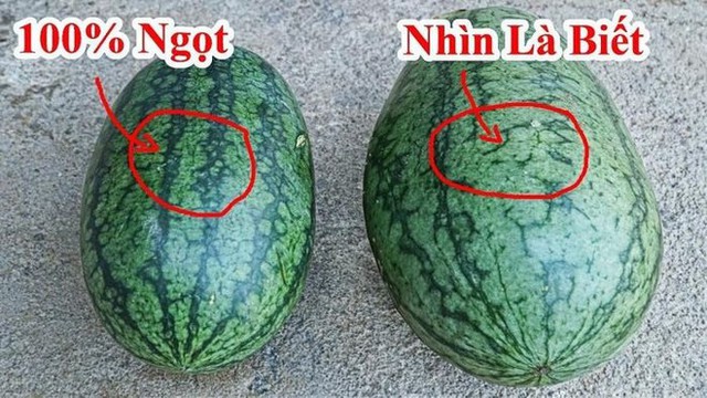 Trong 10 quả dưa hấu, đâu là quả ngọt, mọng nước nhất? Chat GPT đưa ra câu trả lời bất ngờ - Ảnh 3. Trong 10 quả dưa hấu, đâu là quả ngọt, mọng nước nhất? Chat GPT đưa ra câu trả lời bất ngờ - Ảnh 3.