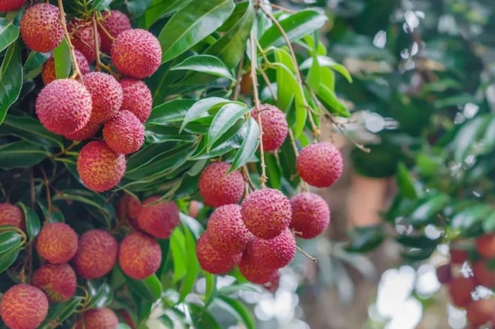 Ăn vải theo những cách này sẽ không lo nóng trong người - Ảnh 3. Ăn vải theo những cách này sẽ không lo nóng trong người - Ảnh 3.
