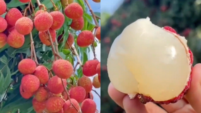 Một phụ nữ phải đi cấp cứu vì ăn hơn 100 quả vải: Có thể ăn tối đa bao nhiêu quả vải một ngày? - Ảnh 1. Một phụ nữ phải đi cấp cứu vì ăn hơn 100 quả vải: Có thể ăn tối đa bao nhiêu quả vải một ngày? - Ảnh 1.