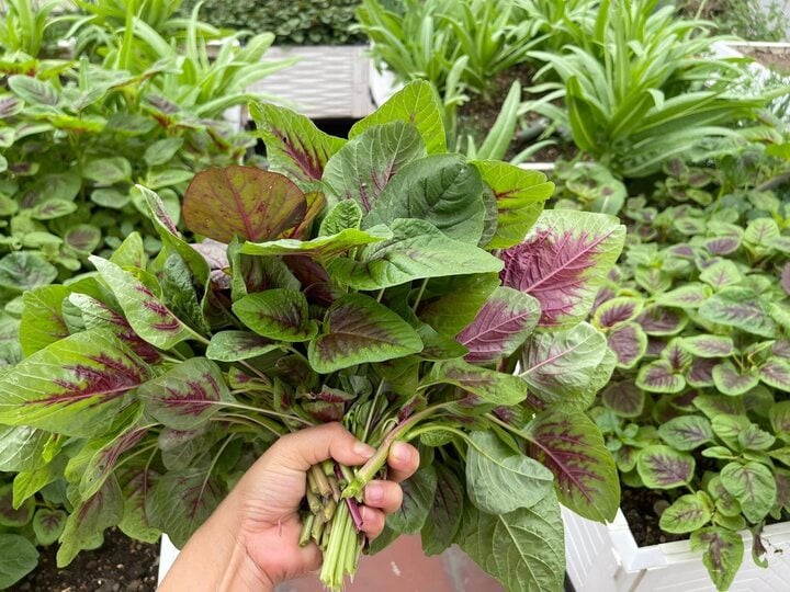 Chuyên gia hướng dẫn cách rửa rau loại bỏ thuốc trừ sâu, chất kích thích - Ảnh 3. Chuyên gia hướng dẫn cách rửa rau loại bỏ thuốc trừ sâu, chất kích thích - Ảnh 3.