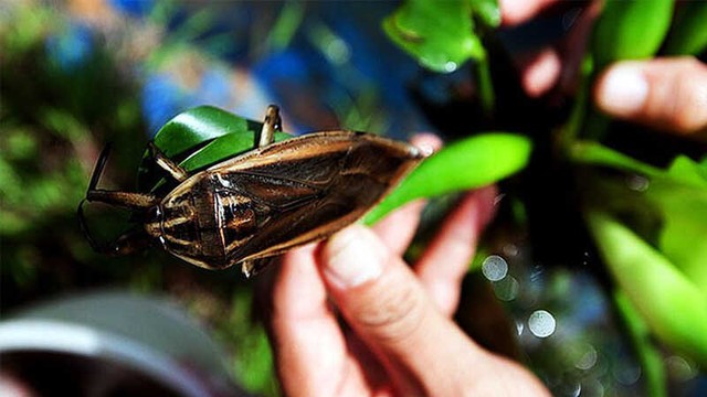 Khách Tây nhận xét: Việt Nam có 1 món vừa rẻ, vừa ngon, hầu như không tìm thấy ở nơi khác - Ảnh 5. Khách Tây nhận xét: Việt Nam có 1 món vừa rẻ, vừa ngon, hầu như không tìm thấy ở nơi khác - Ảnh 5.