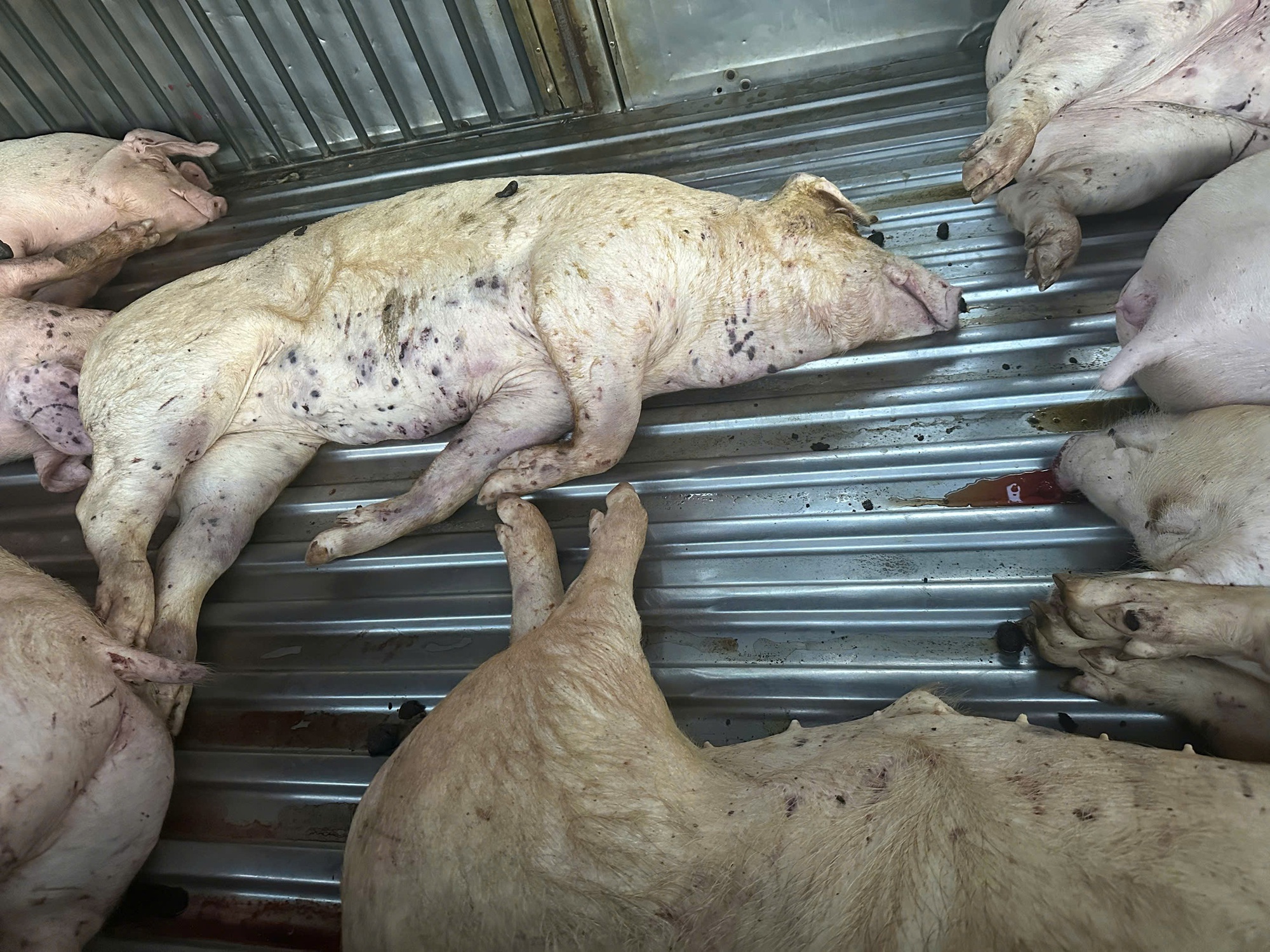 Điều không ngờ trên xe tải đỗ trước sân lò mổ heo - Ảnh 1. img