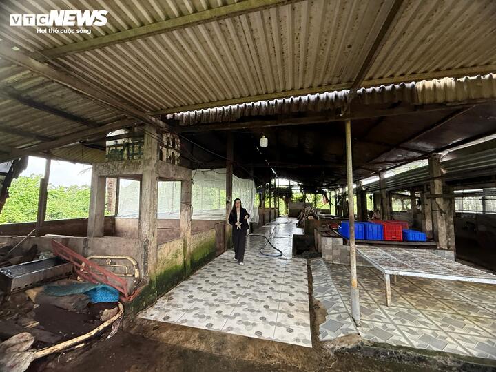 Bên trong nơi giết mổ heo gia công cho C.P. Việt Nam tại Sóc Trăng - Ảnh 5. Bên trong nơi giết mổ heo gia công cho C.P. Việt Nam tại Sóc Trăng - Ảnh 5.