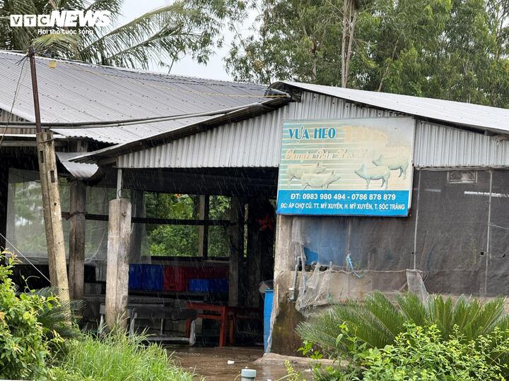Bên trong nơi giết mổ heo gia công cho C.P. Việt Nam tại Sóc Trăng - Ảnh 2. Bên trong nơi giết mổ heo gia công cho C.P. Việt Nam tại Sóc Trăng - Ảnh 2.