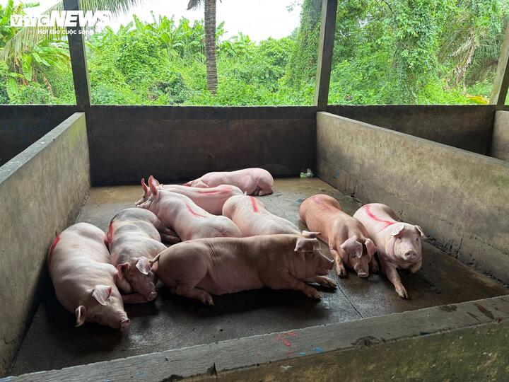 Bên trong nơi giết mổ heo gia công cho C.P. Việt Nam tại Sóc Trăng - Ảnh 12. Bên trong nơi giết mổ heo gia công cho C.P. Việt Nam tại Sóc Trăng - Ảnh 12.