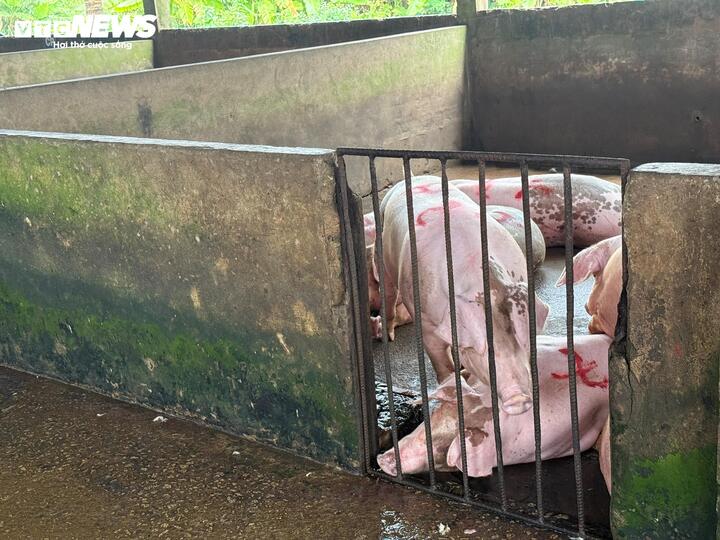 Bên trong nơi giết mổ heo gia công cho C.P. Việt Nam tại Sóc Trăng - Ảnh 11. Bên trong nơi giết mổ heo gia công cho C.P. Việt Nam tại Sóc Trăng - Ảnh 11.