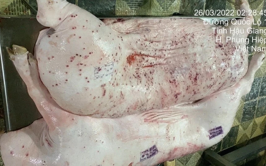 Thịt lợn bệnh làm thức ăn cho cá, chỉ cần 