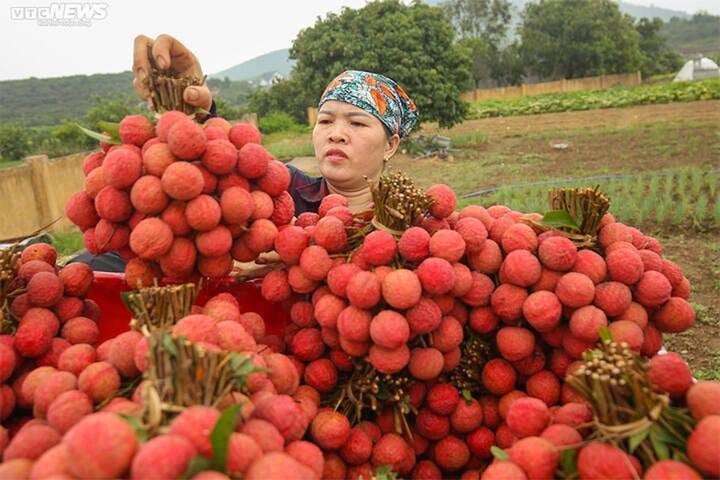 Mách bạn cách chọn vải thiều ngon - Ảnh 1.