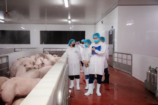 Kiểm tra hoạt động giết mổ lợn của Công ty C.P Việt Nam tại Hà Nội - Ảnh 1. Kiểm tra hoạt động giết mổ lợn của Công ty C.P Việt Nam tại Hà Nội - Ảnh 1.