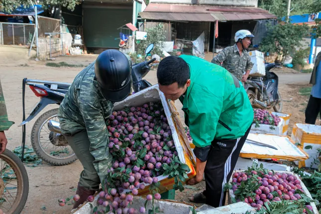 Mận vừa vào mùa đã 'vấp' cảnh rớt giá thê thảm - Ảnh 2. Mận vừa vào mùa đã 'vấp' cảnh rớt giá thê thảm - Ảnh 2.
