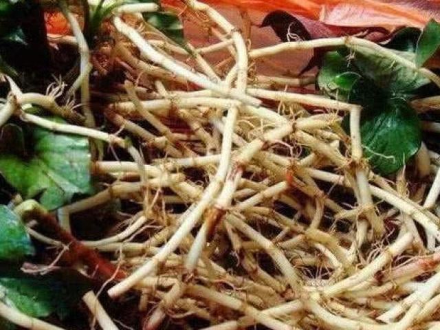 Đừng chỉ ăn lá, rễ loại cây này quý như &quot;nhân sâm người nghèo&quot; ở quê mọc um tùm như cỏ dại- Ảnh 2.