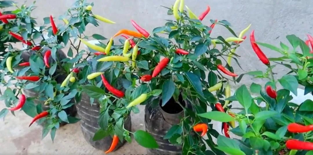 Chàng trai trẻ gây sốt vì trồng ớt bằng chai nước khoáng: 5 cây thu được 5kg, ăn quanh năm không hết - Ảnh 1. Chàng trai trẻ gây sốt vì trồng ớt bằng chai nước khoáng: 5 cây thu được 5kg, ăn quanh năm không hết - Ảnh 1.