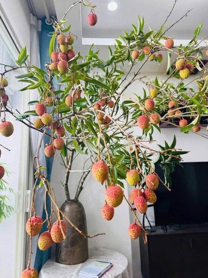 Trend cành vải cắm bình khiến những người mê cắm hoa 'phát sốt' - Ảnh 6. Trend cành vải cắm bình khiến những người mê cắm hoa 'phát sốt' - Ảnh 6.