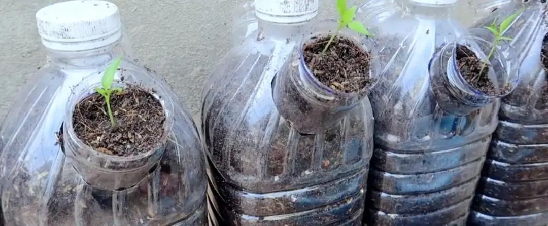 Chàng trai trẻ gây sốt vì trồng ớt bằng chai nước khoáng: 5 cây thu được 5kg, ăn quanh năm không hết - Ảnh 4. Chàng trai trẻ gây sốt vì trồng ớt bằng chai nước khoáng: 5 cây thu được 5kg, ăn quanh năm không hết - Ảnh 4.