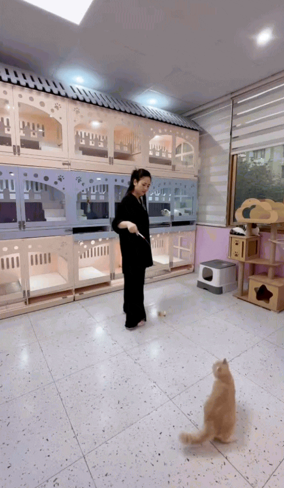chrome-capture-2025-6-5-1-1749091483841550645095.gif