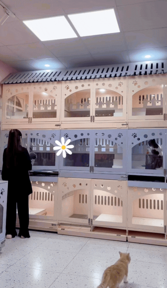 chrome-capture-2025-6-5-1749091484091806741633.gif