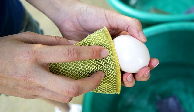 clean-eggs-sanding-389812939-1749045668324552322383-1749081947221-1749081947478737820314.jpg