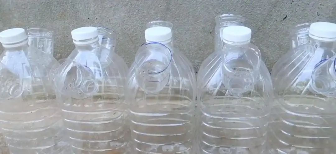 Chàng trai trẻ gây sốt vì trồng ớt bằng chai nước khoáng: 5 cây thu được 5kg, ăn quanh năm không hết - Ảnh 2. Chàng trai trẻ gây sốt vì trồng ớt bằng chai nước khoáng: 5 cây thu được 5kg, ăn quanh năm không hết - Ảnh 2.
