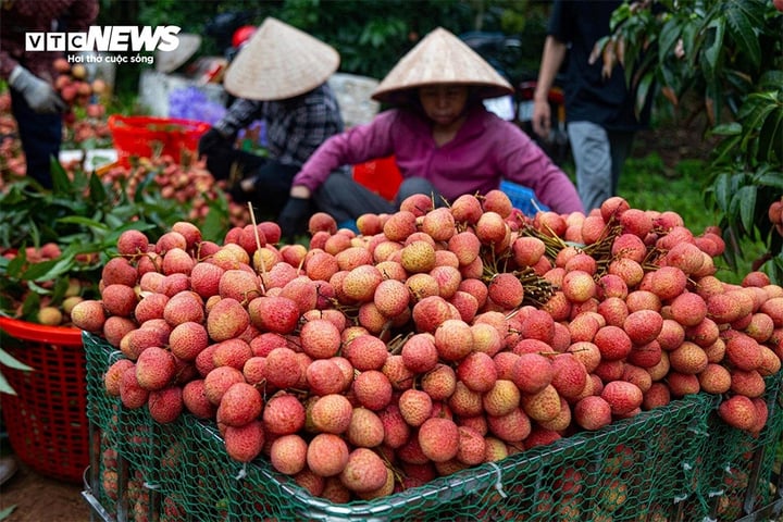 Cách làm giấm vải thiều vị chua dịu nhẹ, hương thơm tinh tế - Ảnh 1. Cách làm giấm vải thiều vị chua dịu nhẹ, hương thơm tinh tế - Ảnh 1.