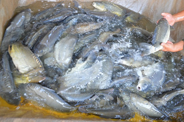 lao-nong-thu-tien-ty-nho-nuoi-loai-ca-nay-3-1645789673928941864889-17491171217271015714683-1749167391402-1749167391514547416342.jpg