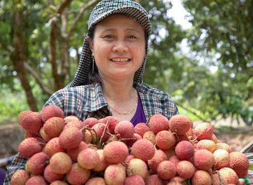 Loại vải hơn 10.000đ/quả, to bằng trứng gà: Người ăn nhận xét "Chưa bao giờ ăn vải nào ngon thế này" - Ảnh 7. Loại vải hơn 10.000đ/quả, to bằng trứng gà: Người ăn nhận xét "Chưa bao giờ ăn vải nào ngon thế này" - Ảnh 7.
