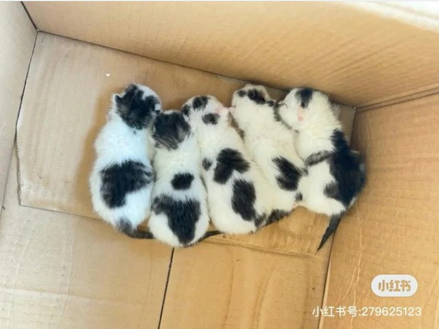 Thấy bàn chân lạ thò ra từ gầm xe ô tô, cô gái hoảng sợ tìm người giúp và nhận về cái kết bất ngờ - Ảnh 2. Thấy bàn chân lạ thò ra từ gầm xe ô tô, cô gái hoảng sợ tìm người giúp và nhận về cái kết bất ngờ - Ảnh 2.