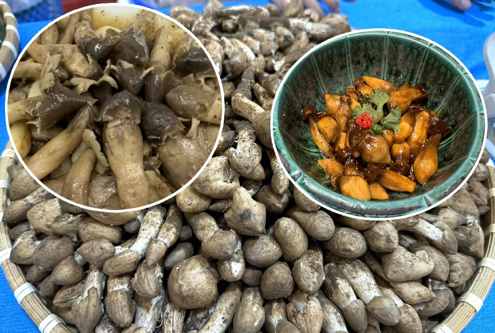 Chỉ xuất hiện mỗi năm 1 lần, loại “lộc trời” thành đặc sản của Việt Nam, bán 1 triệu/kg nhưng vẫn có người mua ầm ầm - Ảnh 2. Chỉ xuất hiện mỗi năm 1 lần, loại “lộc trời” thành đặc sản của Việt Nam, bán 1 triệu/kg nhưng vẫn có người mua ầm ầm - Ảnh 2.