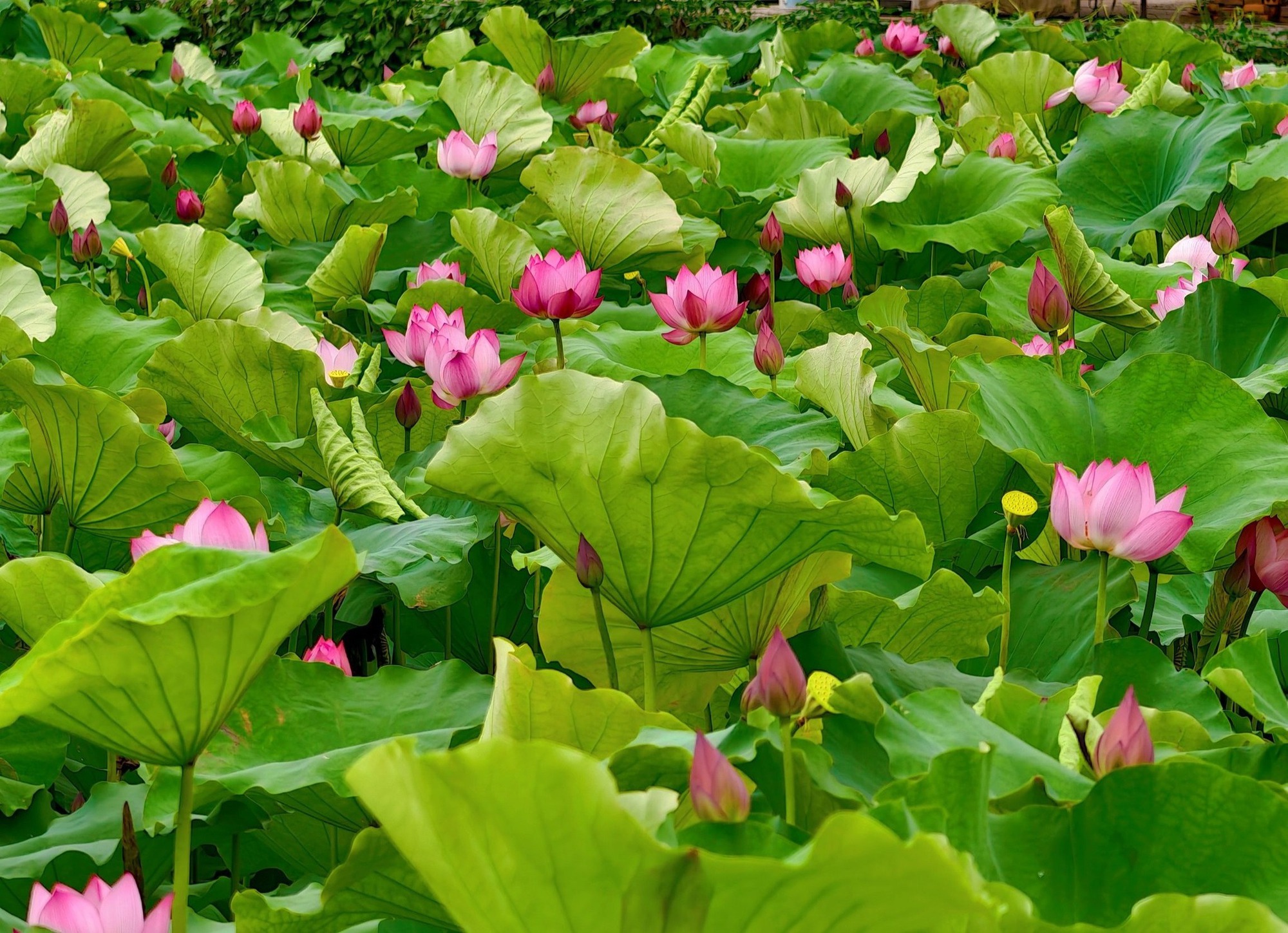 Những đầm sen đẹp nức tiếng quanh Hà Nội khiến hội sống ảo "lịm tim": Chị em sửa soạn lên đồ check-in ngay kẻo lỡ!- Ảnh 25. Những đầm sen đẹp nức tiếng quanh Hà Nội khiến hội sống ảo "lịm tim": Chị em sửa soạn lên đồ check-in ngay kẻo lỡ!- Ảnh 25.