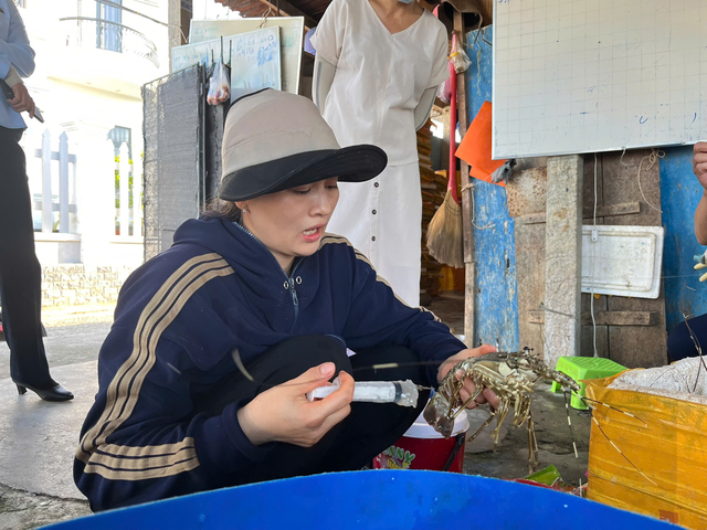 Cận cảnh người phụ nữ trực tiếp bơm thạch rau câu vào tôm hùm đã chết để bán ra thị trường - Ảnh 1. Cận cảnh người phụ nữ trực tiếp bơm thạch rau câu vào tôm hùm đã chết để bán ra thị trường - Ảnh 1.