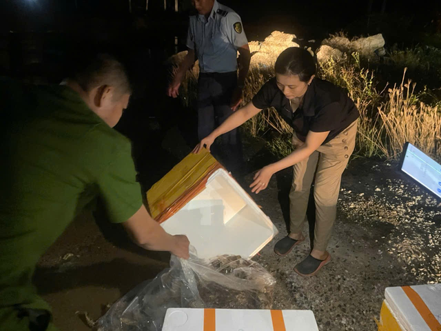 Cận cảnh người phụ nữ trực tiếp bơm thạch rau câu vào tôm hùm đã chết để bán ra thị trường - Ảnh 5. Cận cảnh người phụ nữ trực tiếp bơm thạch rau câu vào tôm hùm đã chết để bán ra thị trường - Ảnh 5.