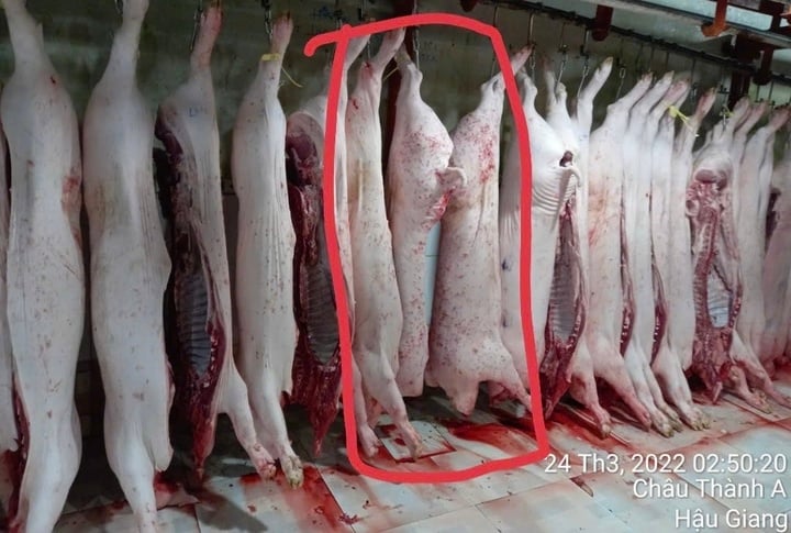 Công an Sóc Trăng, Hậu Giang làm việc với người tố Công ty C.P. bán thịt heo bẩn - Ảnh 3. Công an Sóc Trăng, Hậu Giang làm việc với người tố Công ty C.P. bán thịt heo bẩn - Ảnh 3.