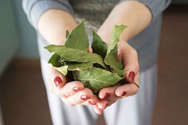 bay-leaves-cooking-88661-2-17493622710791747722319-1749451541884-1749451541953947191984.jpg