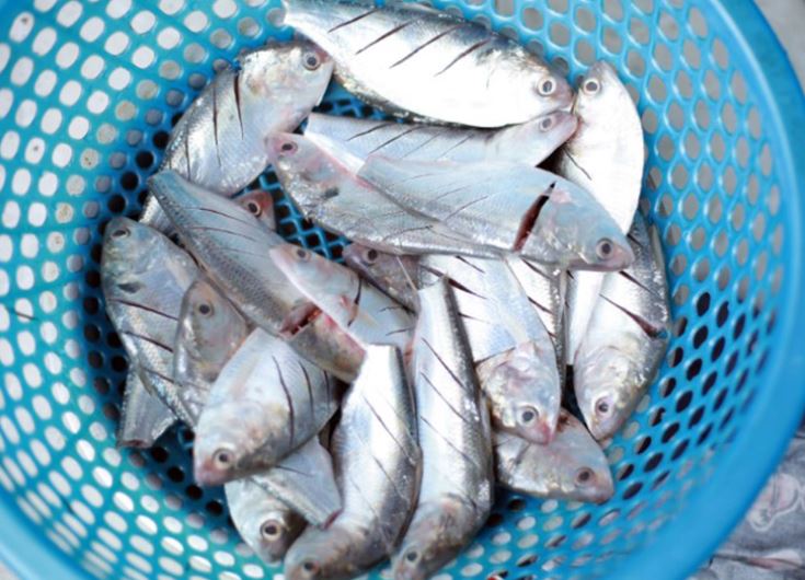 loai-ca-duoc-danh-gia-tot-hon-ca-ca-hoi-o-cho-viet-vua-nhieu-vua-re3-1751338673243500014254-1751365546368-17513655464481078482021.jpg