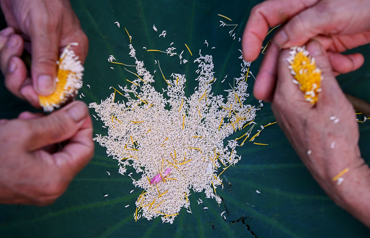 Loại trà đắt đỏ nhất Hà Nội: Đặc biệt thế nào mà có giá hơn 10 triệu đồng/kg? - Ảnh 3. Loại trà đắt đỏ nhất Hà Nội: Đặc biệt thế nào mà có giá hơn 10 triệu đồng/kg? - Ảnh 3.