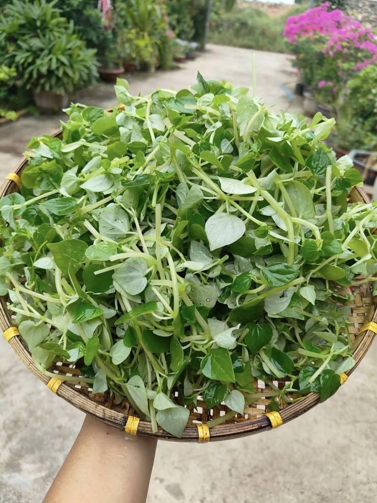 Rau nhà nghèo Việt Nam thành hàng hiếm ở Trung Quốc: Giá cao gấp 5 lần, dân tình đổ xô mua- Ảnh 3. Rau nhà nghèo Việt Nam thành hàng hiếm ở Trung Quốc: Giá cao gấp 5 lần, dân tình đổ xô mua- Ảnh 3.